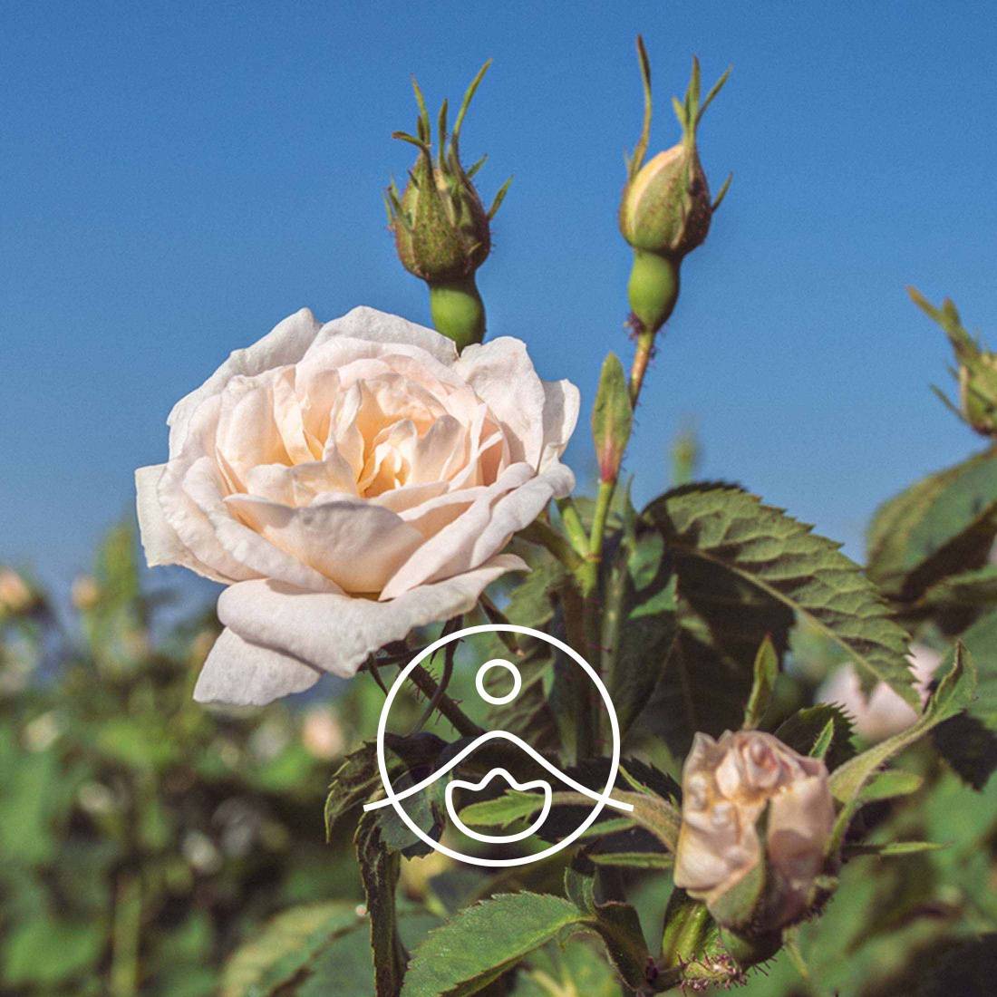 3 Roses Face Cream