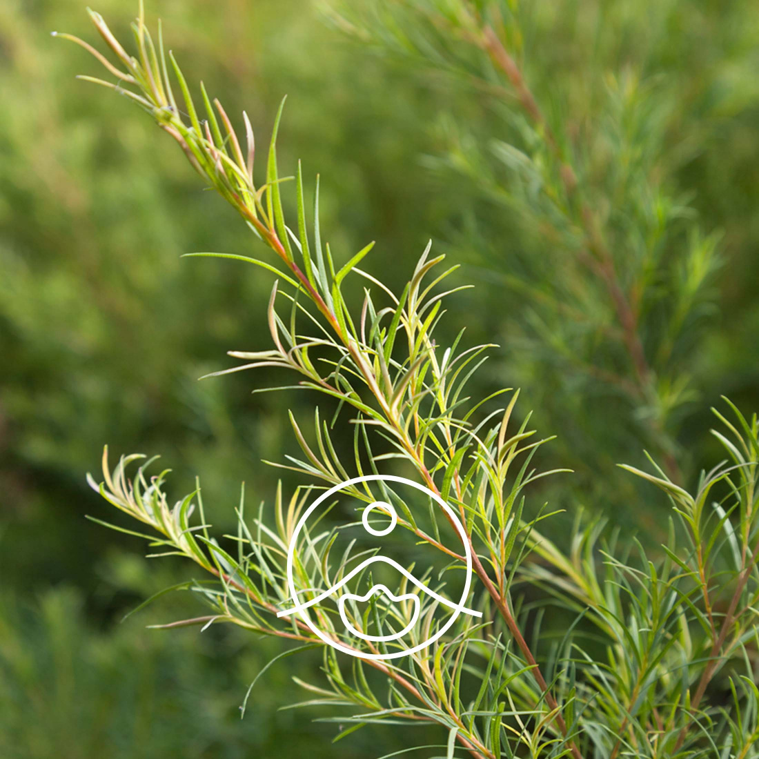 Huile essentielle de Tea tree (Arbre à thé) BIO Bioflore 10ml