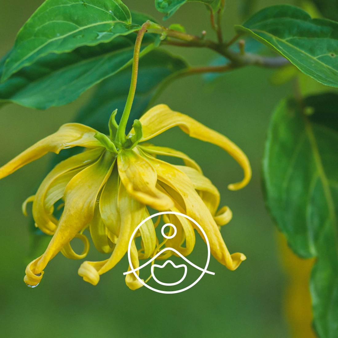 Ylang deals