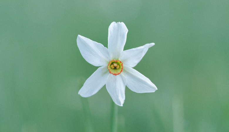 Spring Essentials | Florihana
