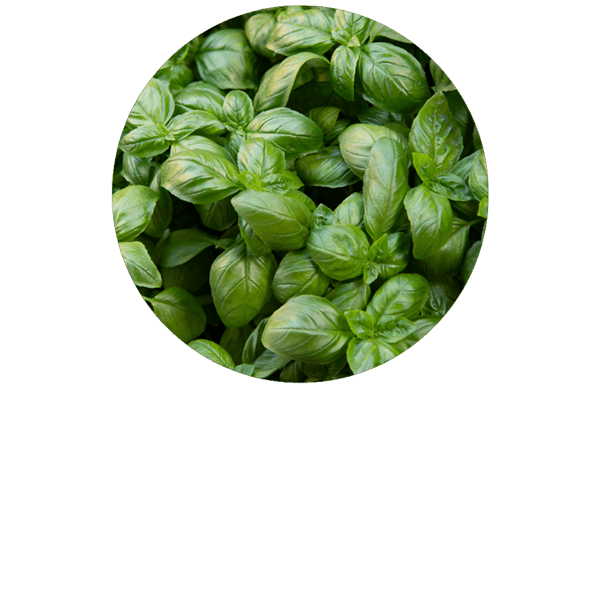 Basilic à linalol BIO