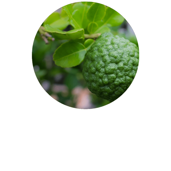 Bergamote BIO