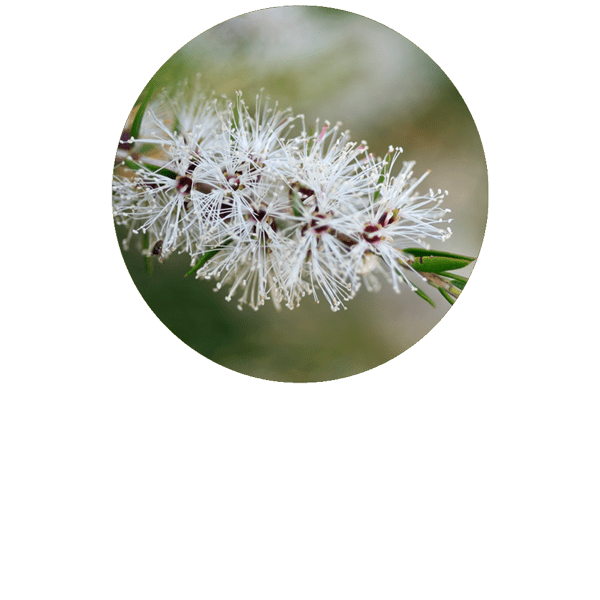 Cajeput BIO