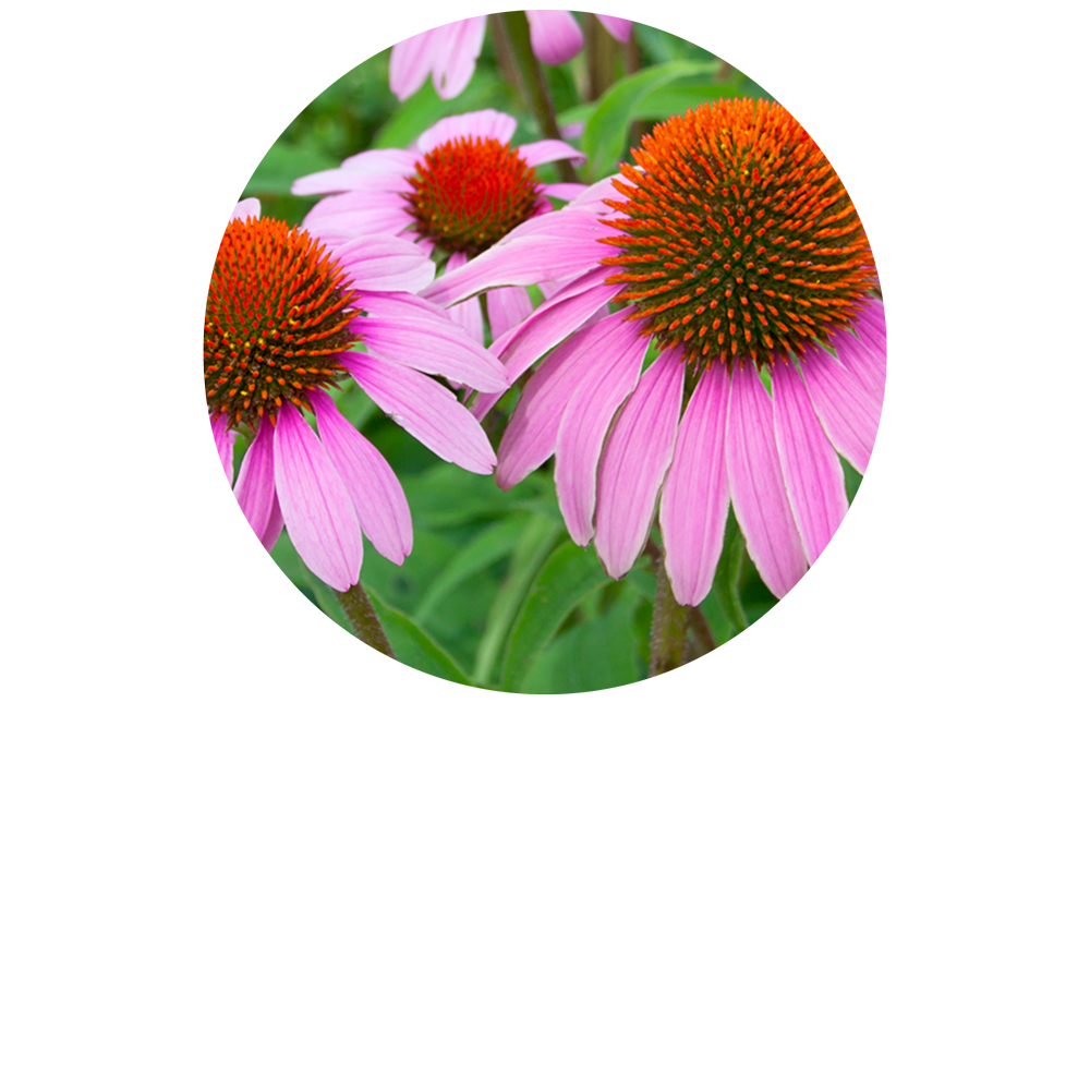 Echinacea Purpurea (Mother Tincture) Organic - Flowering Top
