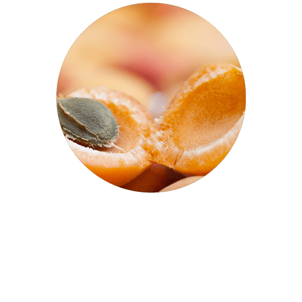 Noyaux d'abricot BIO