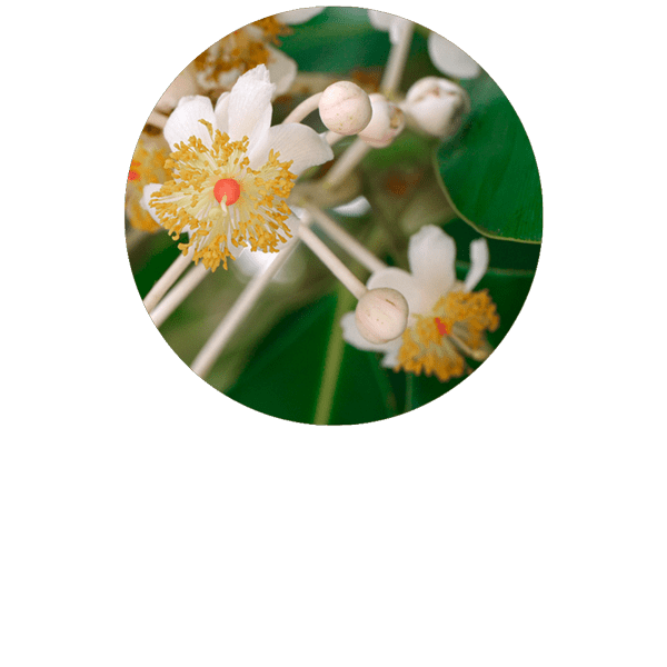 Calophyllum (Tamanu) BIO