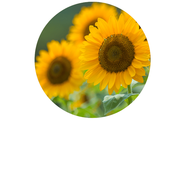 Sunflower Organic