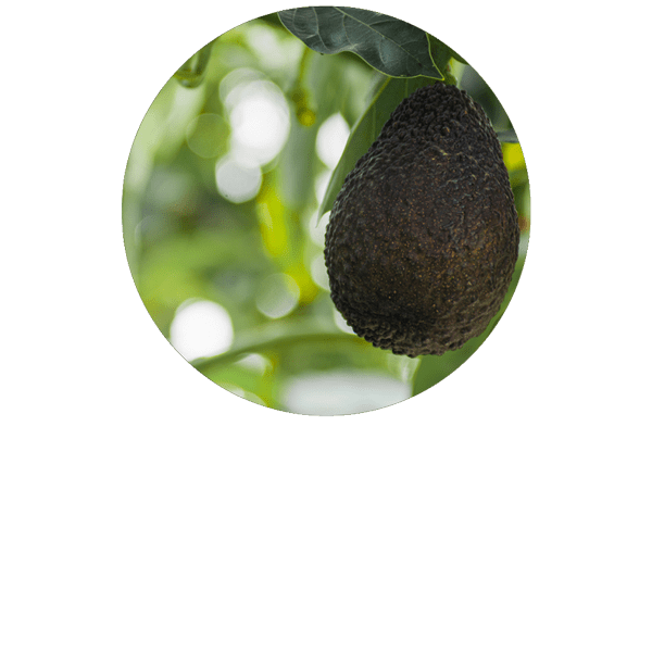 Avocado Organic