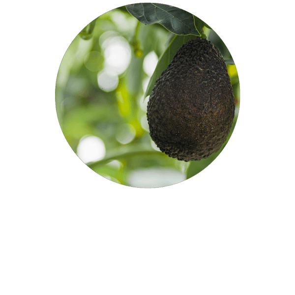 Avocat BIO