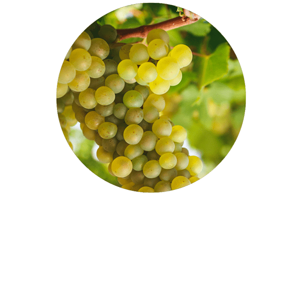 Grape Seed