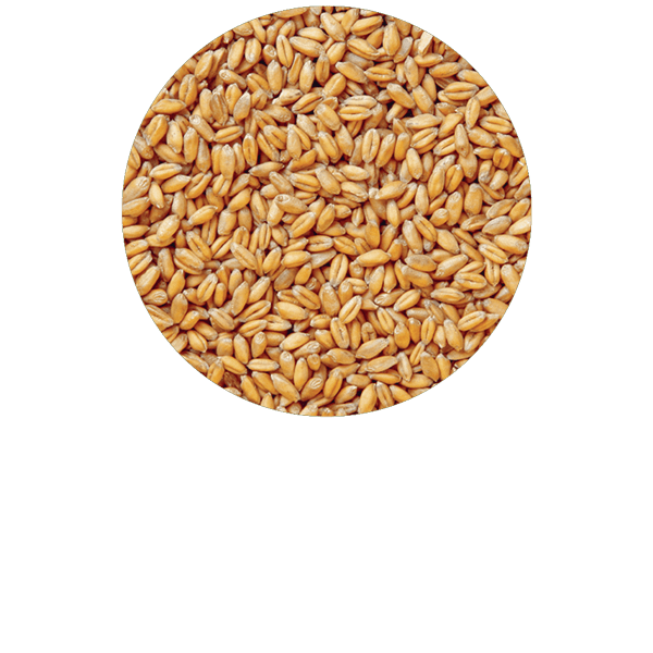 Germe de blé