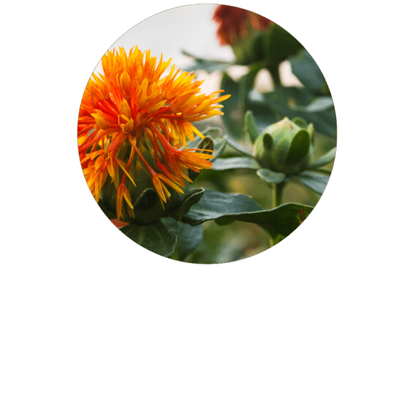 Safflower Organic