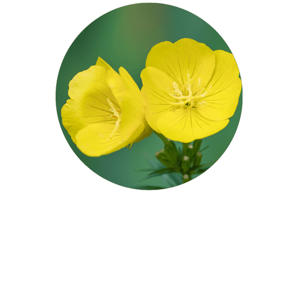 Evening Primrose Organic