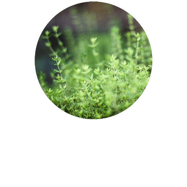 Thyme Thujanol