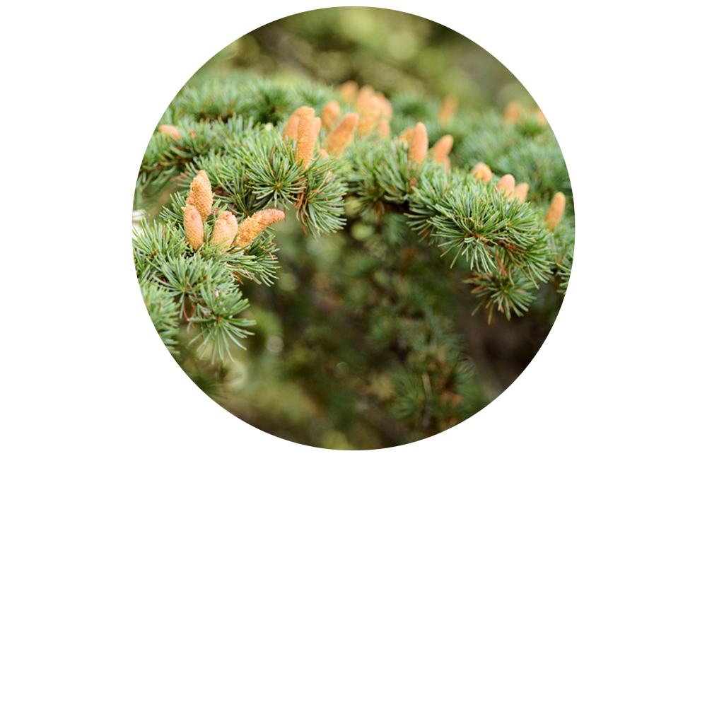 Gemmohiver BIO