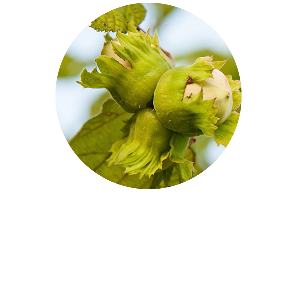 Gemmorespiratoire BIO