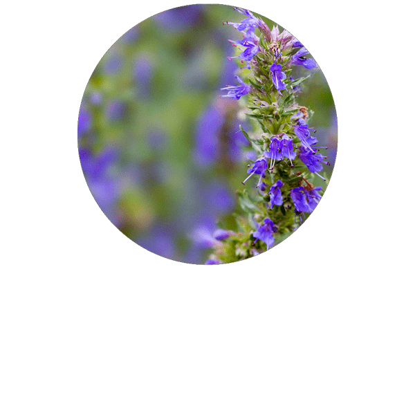 Hysope couchée 1,8-cinéole BIO