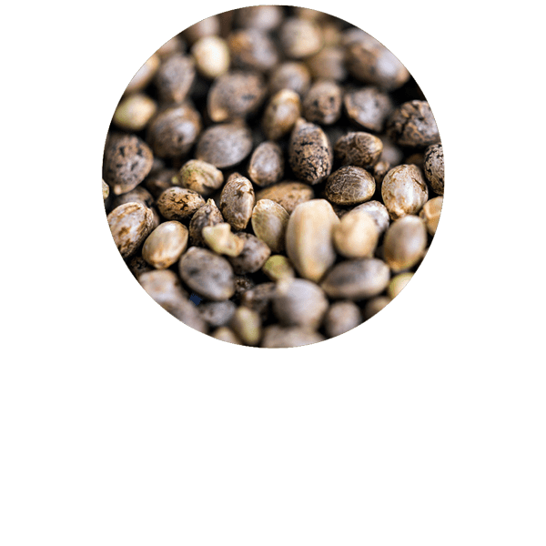 Hemp Seed Organic