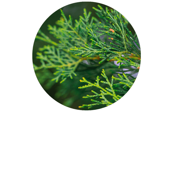 Cyprès BIO