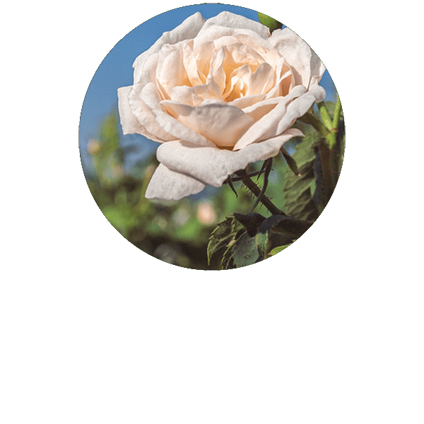 Rose Alba Organic