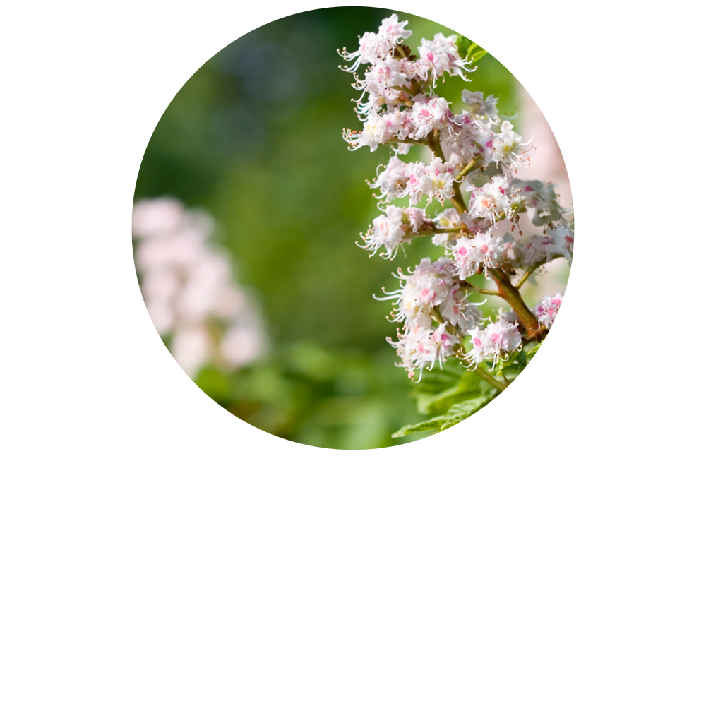 Gemmoveineux BIO