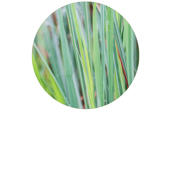 Citronella Organic