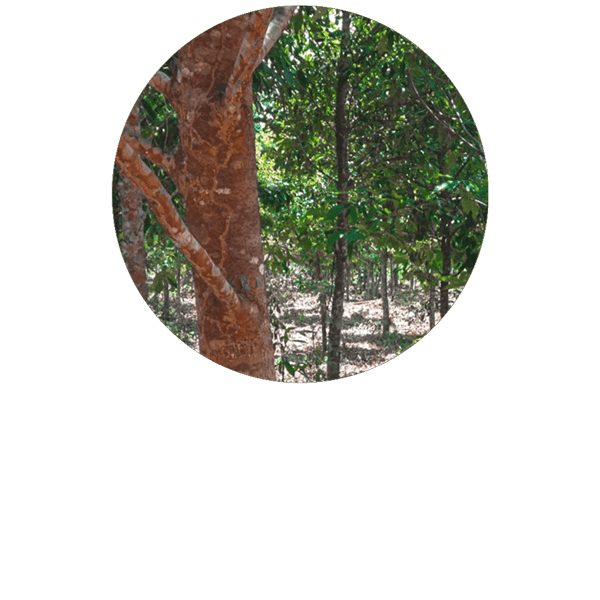 Bois de rose BIO