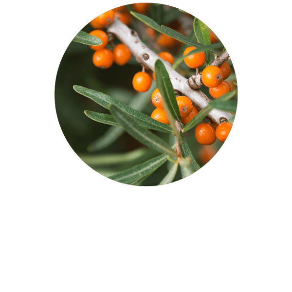 Sea Buckthorn Organic