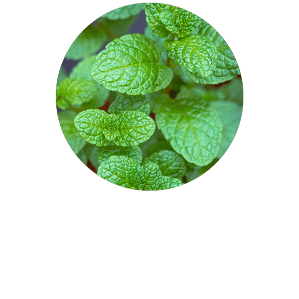 Menthe verte BIO