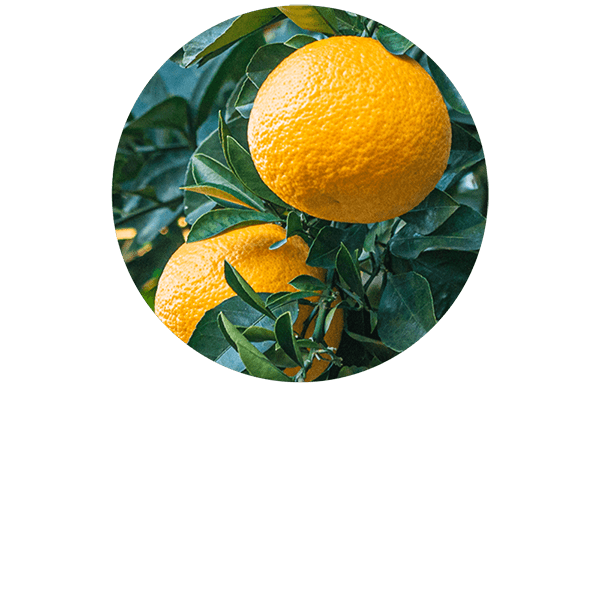 Yuzu