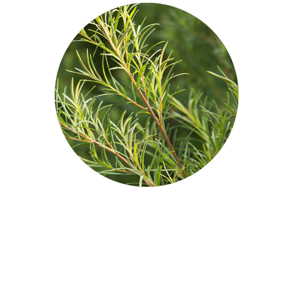 Tea tree (Arbre à thé) Bio