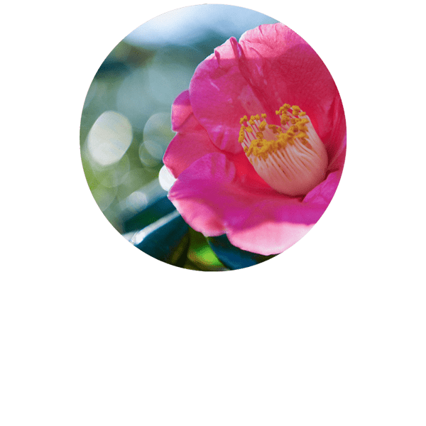 Tsubaki - Camellia Seed Organic