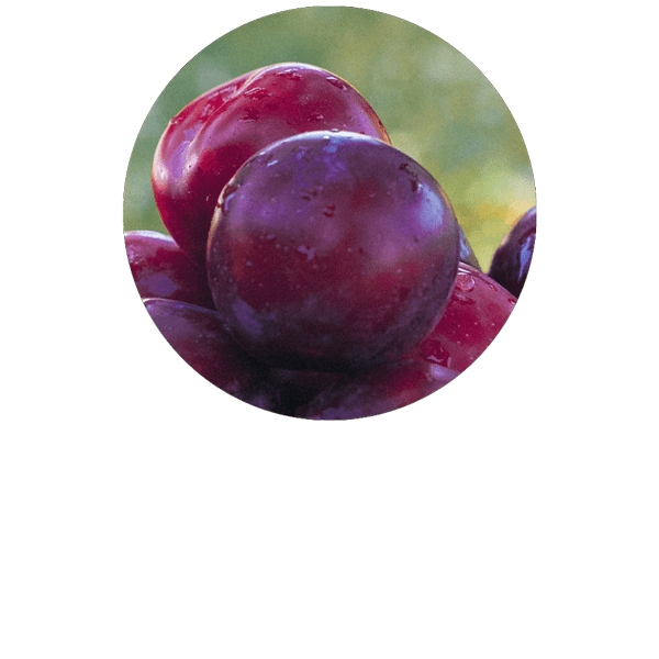 Plum Organic