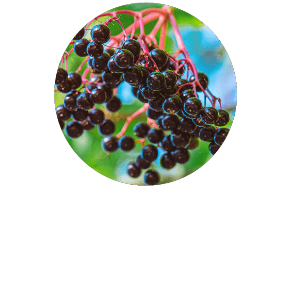 Elderberry Organic