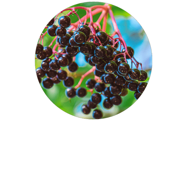 Sureau BIO