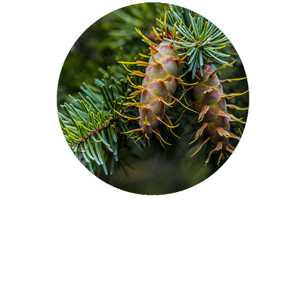 Pin douglas BIO