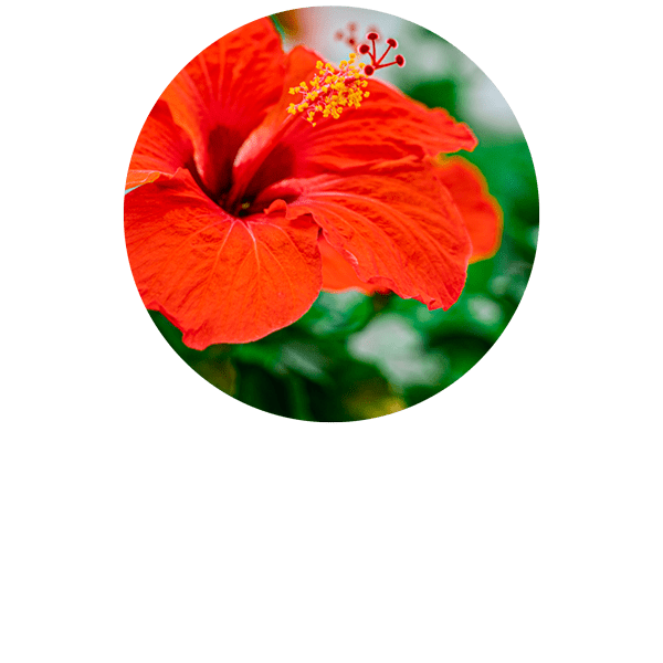 Hibiscus BIO