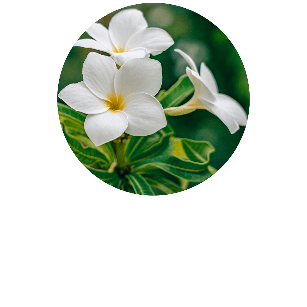 Frangipani Absolute