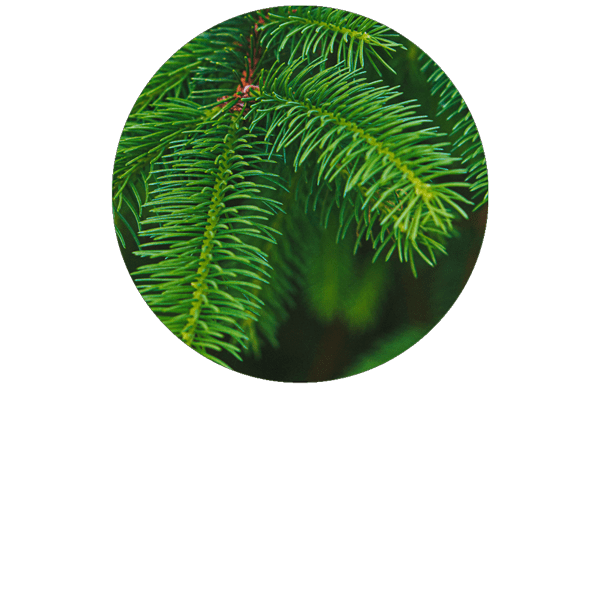 Common Spruce Organic