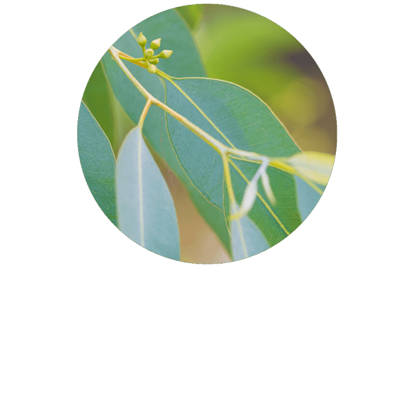 Eucalyptus citriodora BIO