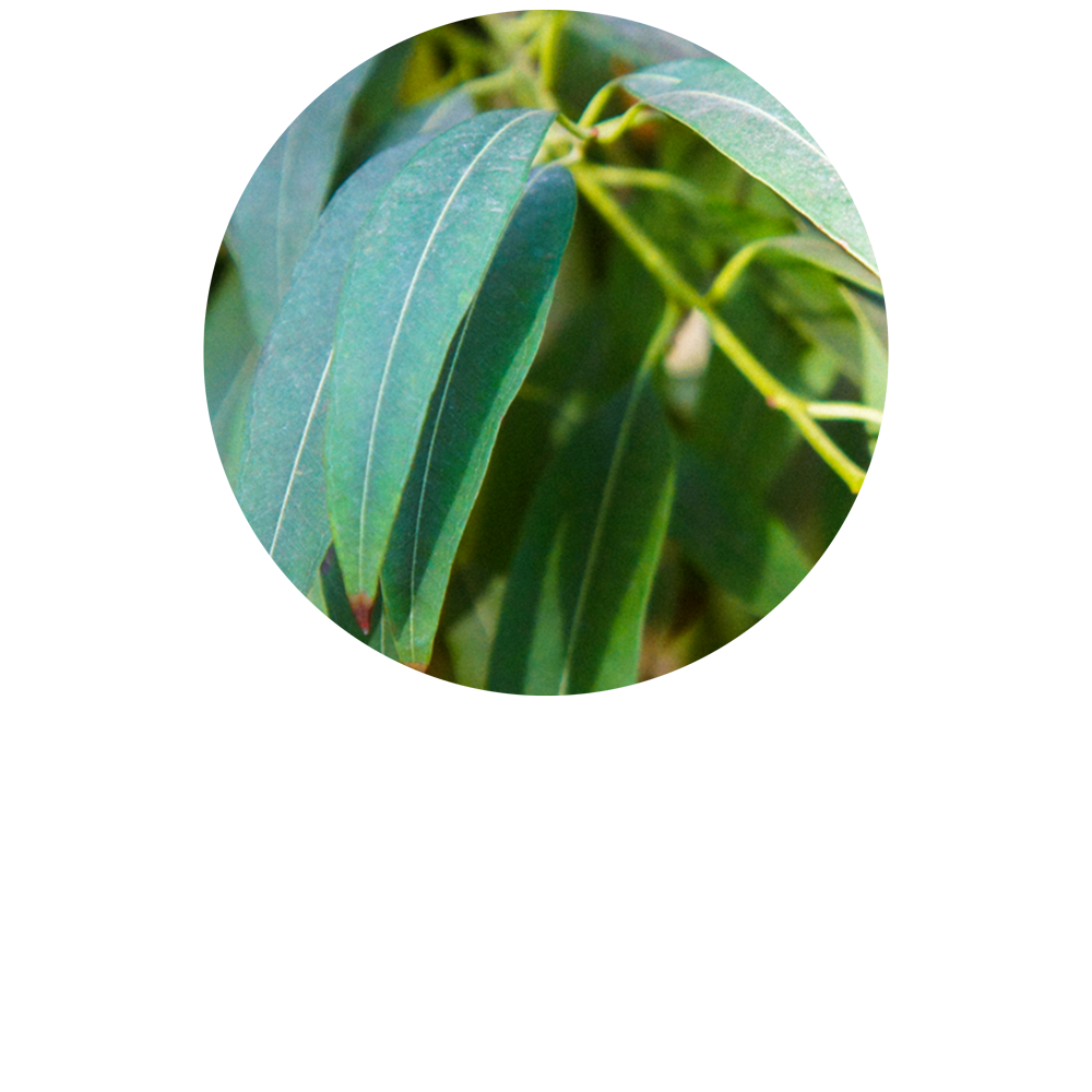 Eucalyptus Radiata Organic