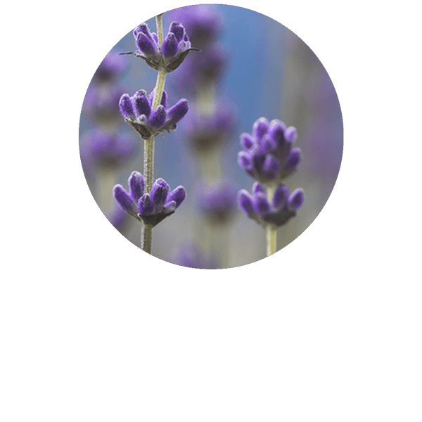 Lavender Spike Organic