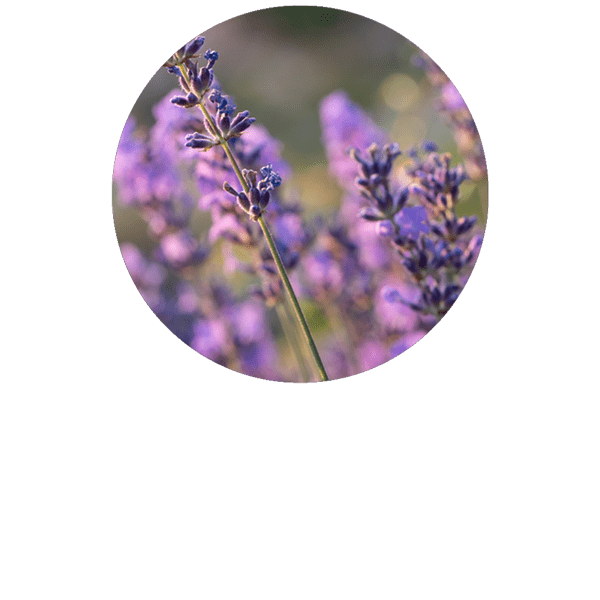 Lavande fine BIO