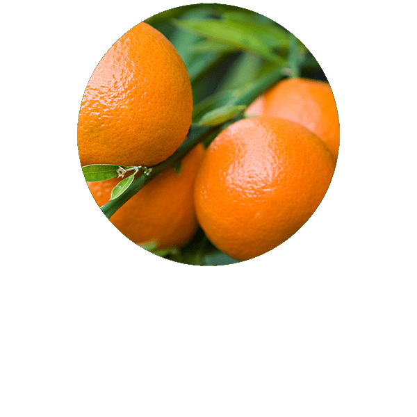 Mandarine rouge BIO