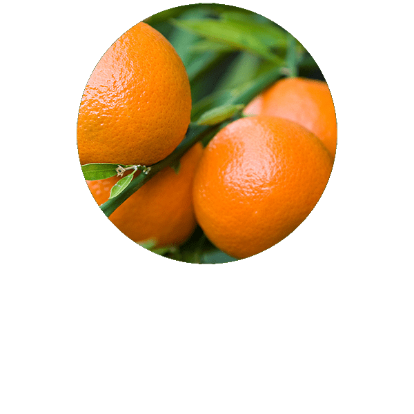 Red Mandarin - Tangerine Organic
