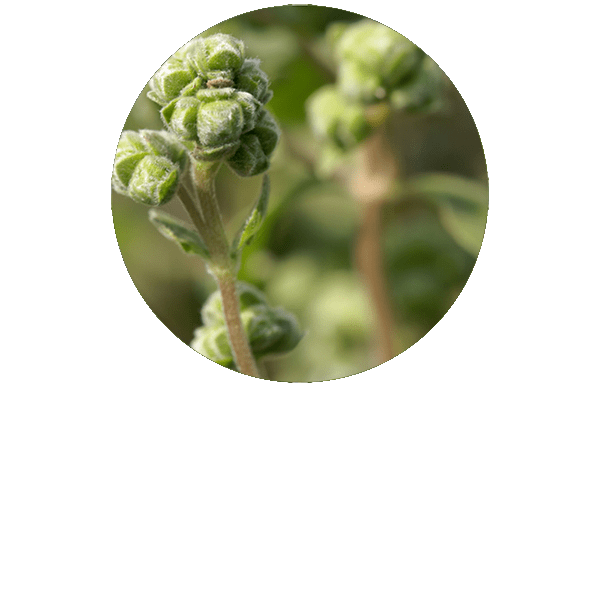 Sweet Marjoram Organic