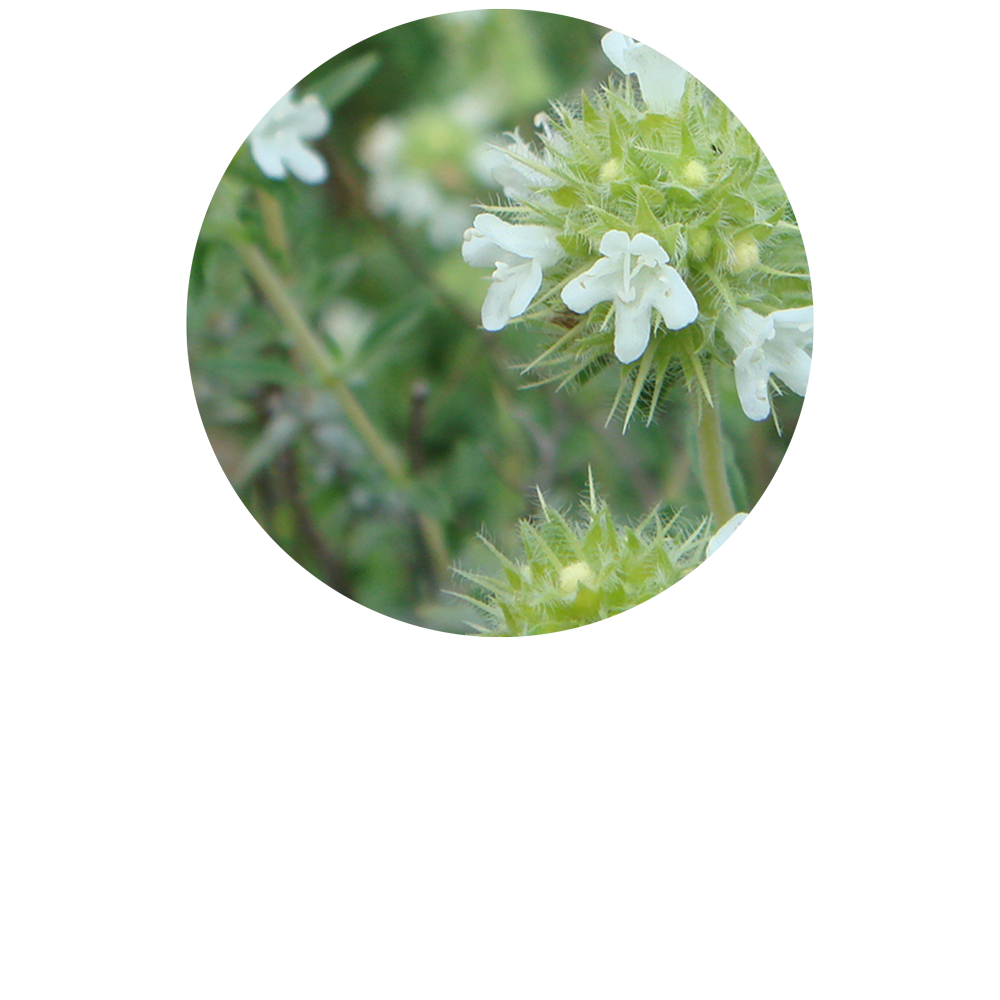 Spanish Marjoram Organic