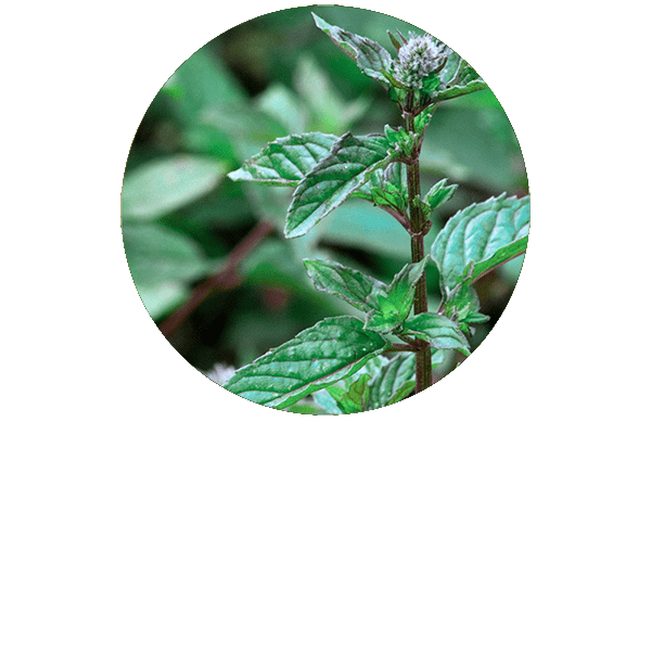 Peppermint Organic