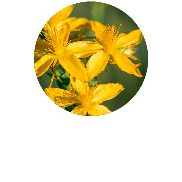 St John's Wort Organic