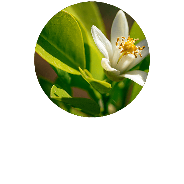 Neroli Organic